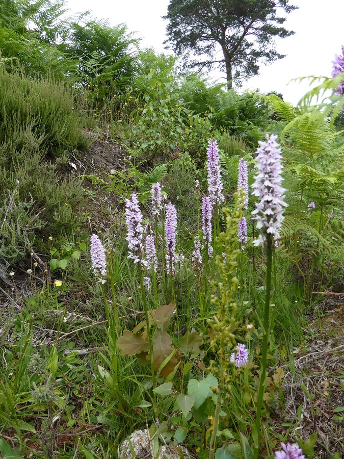 Heath-spotted Orchid + Twaybalde